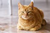 «Прижмитесь к коту»: в Британии газовая компания дала совет на случай холодов
