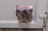 Кролик сильно растолстел: чтобы войти в дом, сломал двери (ВИДЕО) 