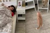 «Корми меня!»: кот тарахтел пустой миской в спальне хозяйки (ВИДЕО) 