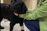 В Днепре лабрадор выпил бутылку коньяка: собаку спасали ветеринары (ВИДЕО)