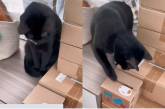 Кот боролся с коробкой: яростно бил лапой (ВИДЕО)