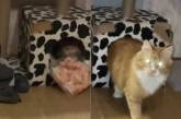 Кот выкрал у хозяйки упаковку креветок, но был разоблачен ( ВИДЕО)