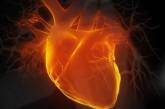 Найден способ полностью восстановить ткани сердца после инфаркта
