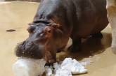В Харьковском зоопарке бегемот лакомится снегом (ВИДЕО)