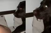 «Какая смешная»: Собака обиделась на отказ хозяев поиграть (ВИДЕО) 