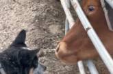 В сети показали смешное видео, на котором бычок решил облизать щенка
