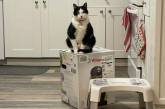 В сети появилось фото с котами, которые "оккупировали" коробку 
