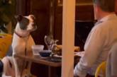 Сеть покорил житель Нью-Йорка, который поужинал с собакой в ресторане (ВИДЕО)