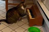 Кот научился играть на пианино, чтобы напоминать хозяйке, что пора обедать (ВИДЕО)