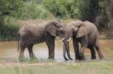 Сеть растрогала заботливая слониха, которая помогла слепой подруге (ВИДЕО)