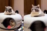 «Дзен»: Кот продемонстрировал удивительное спокойствие, пока его брат бегал кругами (ВИДЕО) 