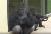 Сеть насмешила перепалка горилл из-за дождя (ВИДЕО)