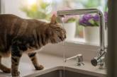 Кот неумело пил воду: видео стало вирусным (ВИДЕО) 