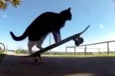 Новый хит: кот показал, как нужно кататься на скейтборде (ВИДЕО)