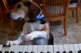 Собака показала мастер-класс по игре на пианино (ВИДЕО)