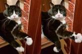 «Ступай, женщина»: Кот махал лапкой хозяйке, которая шла на работу ( ВИДЕО) 