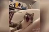 Зевающий кот стал новой звездой Сети (ВИДЕО)