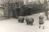 Выгул бегемотов в Московском зоопарке, 1950-е. ФОТО