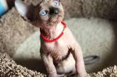 Фотографии милых  котят-сфинксов, которые покоряют с первого взгляда