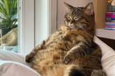 Сеть покорил упитанный кот, вынужденный сесть на диету (ФОТО)