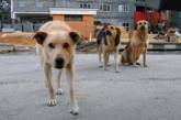 В ОГА потребовали вернуть бездомных собак  обратно на площадь Ленина