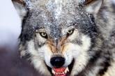 Жители Кинбурнской косы в панике: волки уже врываются в подворья