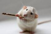 Милиция почти 6 лет расследует ДТП: вещдоки  съели мыши