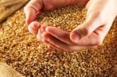 На Николаевщине  ждут рекордный  урожай зерновых