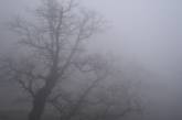 В Николаеве прогнозируют туман и несущественные осадки