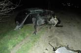 "Хюндай" врезался в дерево: водитель и пассажир погибли