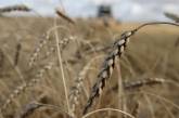 Россия борется за мировое господство на зерновом рынке
