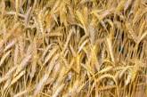 Зерновой рынок лихорадит: кто кому устроил "ловушку"?