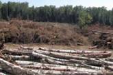 Лесной массив как символ гражданского общества в России