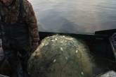 Южноукраинские рыбаки обнаружили на Александровском водохранилище стометровые сети