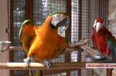 Хозяином сбежавшего попугая оказался известный николаевский бизнесмен