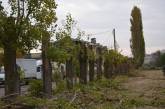 В Николаеве начали вырубать деревья под видом санитарной обрезки