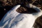На Николаевщине неизвестные зверски убили более 20 лебедей
