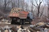 На Николаевщине массово вырубают лесозащитные полосы