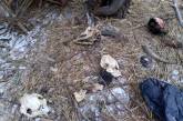В Николаеве живодер на протяжении 15 лет убивает и ест собак 