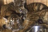 Николаевские сибирские тигрята чуть не погибли по пути в Дамаск