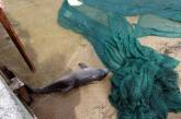 Дельфиненок, заплывший в николаевский Яхт-клуб, умер