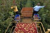 Холода ударили по ценам: фрукты в Украине подорожают на треть