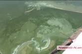 Берег лимана в Николаеве покрыло ядовитой пленкой