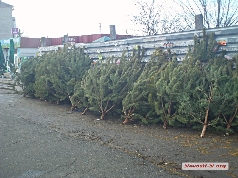 Сколько стоят новогодние елки в Николаеве?