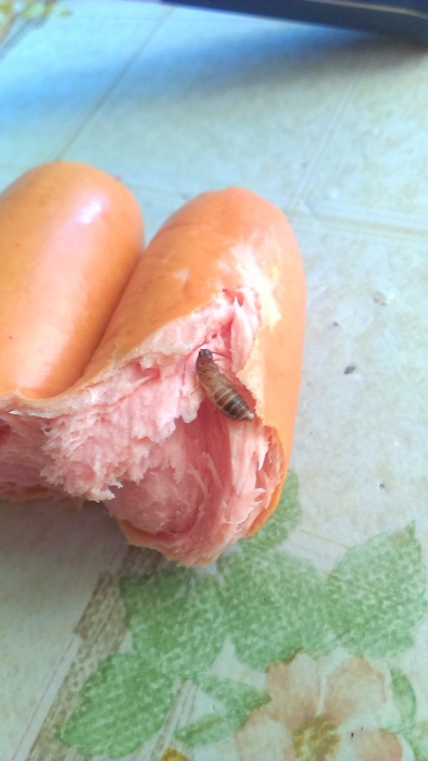 Сосисочные черви Или  Из чего делают нашу колбасу?
