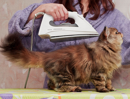 Гладить кошек,  дегустировать шоколад — такие работы действительно существуют