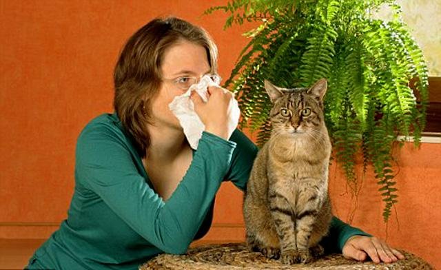 7 распространенных  мифов об аллергии