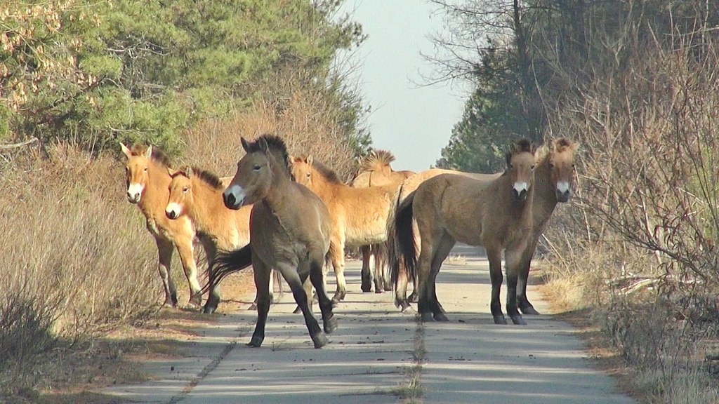 Дикие лошади Чернобыльской зоны