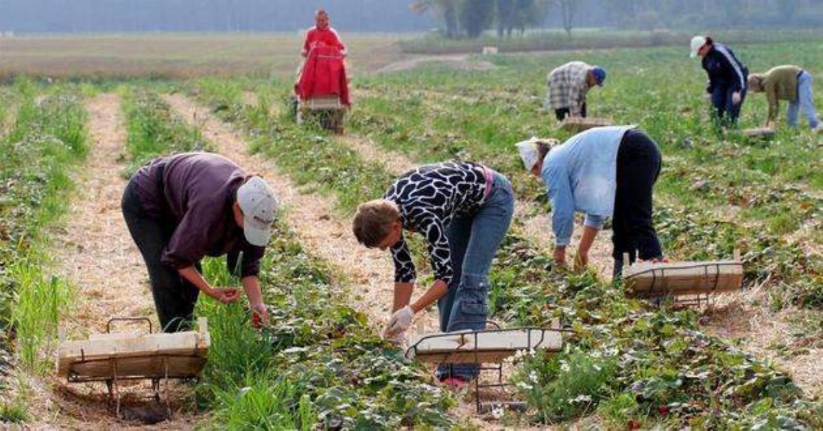 Украинские гастарбайтеры: «За то количество корзин, которое надо собирать, сдохнуть можно...»