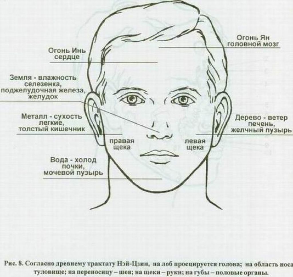Правая щека. Части лица названия. Части человеческого лица. Части лица человека. Названия частей лица человека схема.